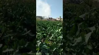 Кузги рапс етиштириш агротехникаси