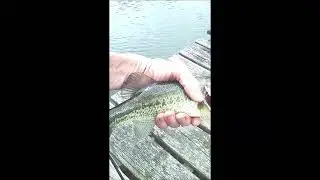 Catching Bass on a Walmart panfish lure and a $30 martin fly rod/reel combo