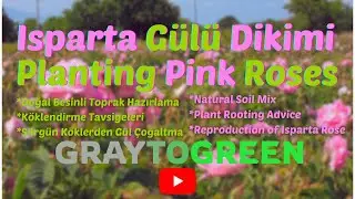 Planting Isparta Roses | Isparta Gülü Çoğaltma