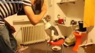 Привет, котяра!