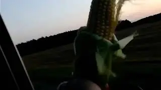 Кукуруза