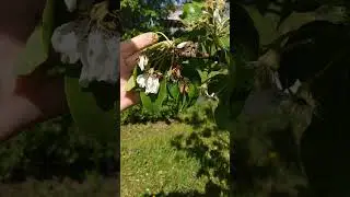 Почему после цветения на грушах и яблонях вянут цветы?