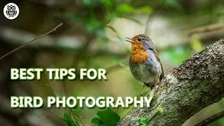Photographing Robins | Wildlife Photography Beauty