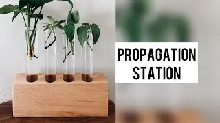 Wooden Plant Propagation Station