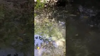 Плыви, моя черепашка