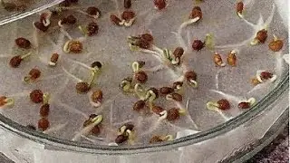 How to germinate seeds of tomatoes and peppers. 100% way!