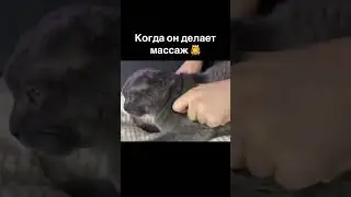 Когда он делает массаж #dutiap #юмор #отношения