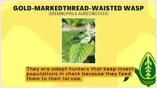 The Buzz on Helping Pollinators - Wasps