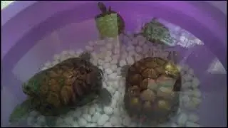 Small turtle want to play with big turtle