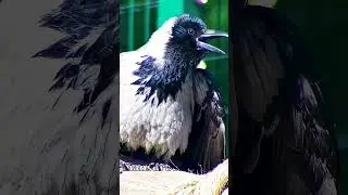 Каркуша в гостях у Мансура🐻🐦