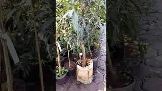 horto em araçariguama Sp