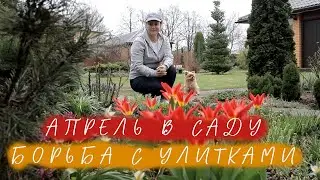 April in the Garden I Fighting Snails I Lyudmila Kudasova's Garden