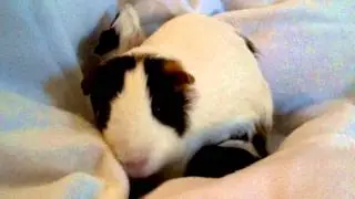 16 Day Old Baby Guinea Pigs with Mother
