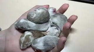 Монгольские песчанки