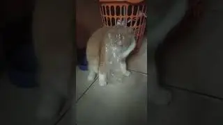 bisa masuk gk bisa keluar 🐱 plastik bekas ayam, dijilatin sampai masuk kepalanya 😂