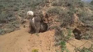 с хаской на природе