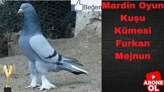 Mardin Oyun Kuşu Kümeslerini Gezmeye Devam Ediyoruz Furkan Mejnun Kümes Ziyareti!!Mehmet OLCAR