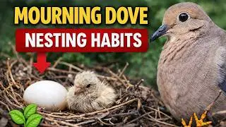 Mourning Dove Nesting Habits (Backyard Behavior & Nesting Guide)