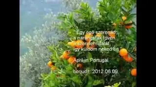 Portugál szerenád
