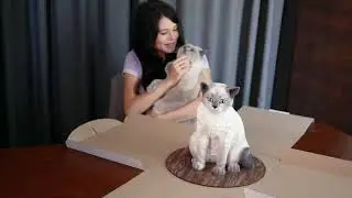 cat reaction when cutting cake