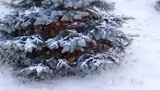 Падает снег...