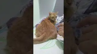 Mama miko ngantuk jangan didulit dulit geli ma .#cutecat #kucinglucu #kumiko cute
