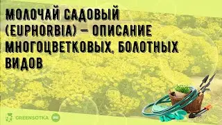 Молочай садовый (Euphorbia) — описание многоцветковых, болотных видов