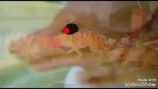 Любовь