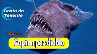 Por primera vez apareció un PEZ DIABLO NEGRO en costa del Tenerife