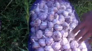 Ручная калибровка чеснока самодельным калибратором.