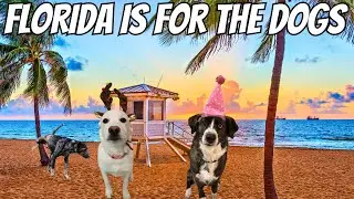 Florida is For The Dogs! (In A Good Way)