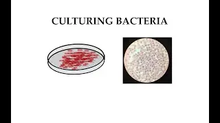 Culturing Bacteria (#11)