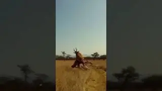 Watch OUT for the BUCK! 😧💥