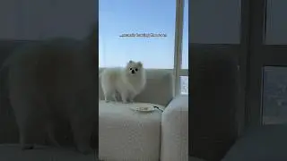 Will Nimbus leave the chicken?