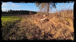 Käydään kissien kanssa riistakameroilla