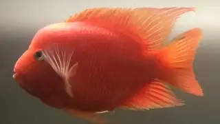 Super King Kong Parrot Fish-Mammons