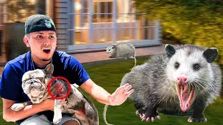 My DOG Got ATTACKED By A POSSUM!!