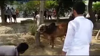 خطرناک بیل کی قربانی
