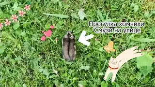Прогулка Смузи на улице//#хочуврек #лето #животные