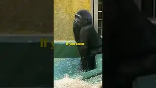 kumpulan hewan lucu video hewan lucu #randomstory #kumpulan video lucu#hewanlucu #punny #sad #memes