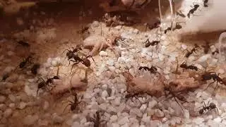 Camponotus Cruentatus Arena #Ant Life   60fps