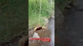 Mancing Ikan Channa ,Malah Strike Kepiting Yuyu 😂 