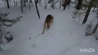 Прогулка с русской гончей.