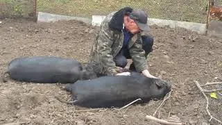 Вьетнамские поросята на массаже!