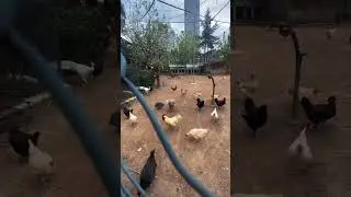 Nezahat Gökyiğit Botanik Bahçesi