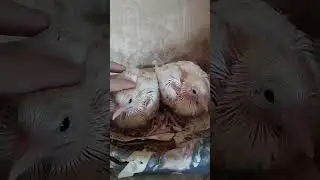 Птенцам Аюба 2 недели #top #pigeon #бойныеголуби #голуби #птенцы #широкохвостые #птицы #животные