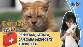 Kucing Lucu - Tips Merawat Kucing yang Sedang Flu - Diary Kucing Eps 50