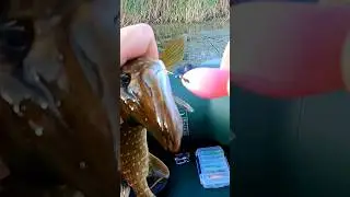 ✅️ Уловиста Блісна на Щуку #shorts #fishing #рибалка #pikefishing
