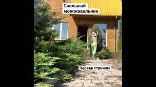Развалился СКАЛЬНЫЙ МОЖЖЕВЕЛЬНИК 