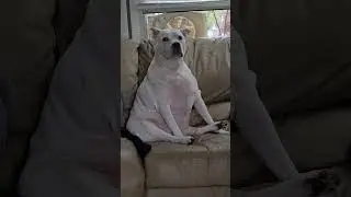 The tornado didn't get us daddy! 